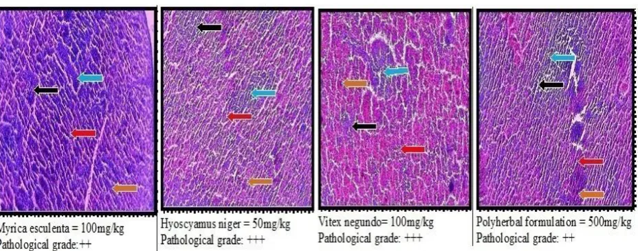 Fig 9: Histopathological sections of spleen 