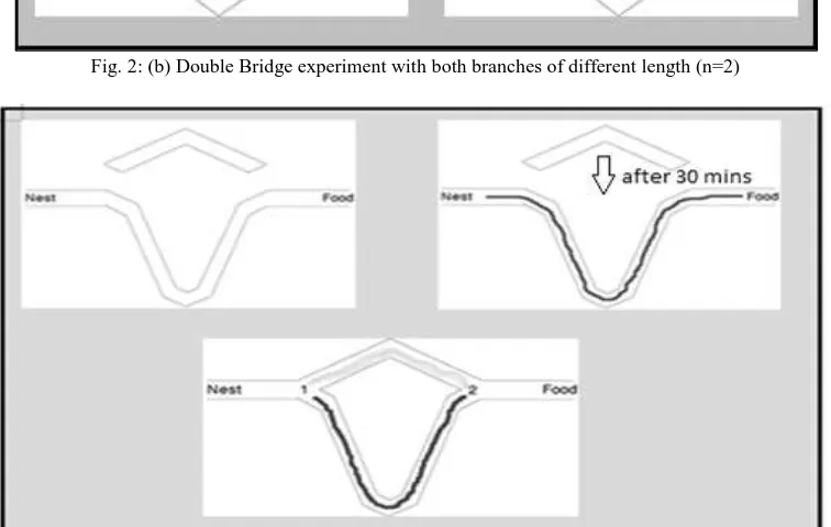Fig. 2: (b) Double Bridge experiment with both branches of different length (n=2)