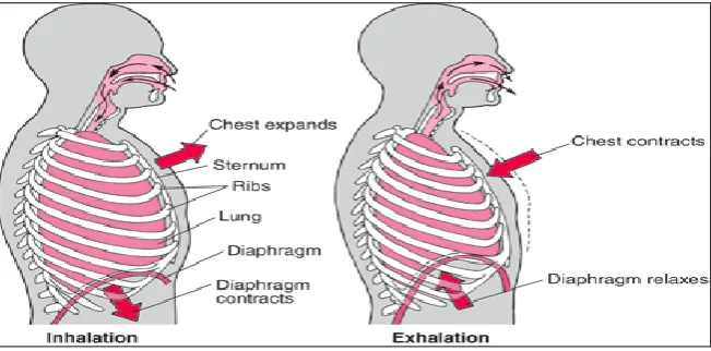 Figure 1: Breathing is thoracoabdominal shape changes  between (a) inhalation and (b) exhalation 