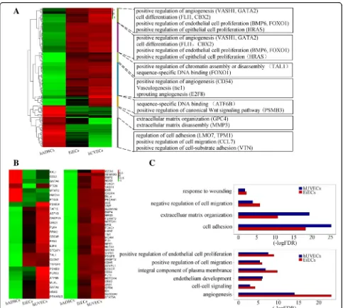 Fig. 5 Transcriptome analysis on mature EiECs via RNA sequencing. a Transcriptome analysis revealing differences in gene expression amonghADSCs, mature EiECs, and hUVECs detected by RNA-seq