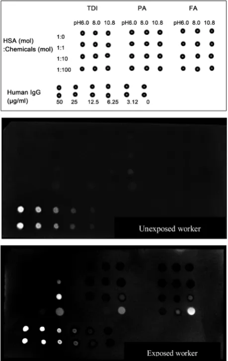 Figure 2. Detection of structural changes in chemical-HSA adducts. 