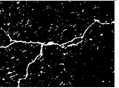 Figure 6: Bottom-Hat Thresholded image 