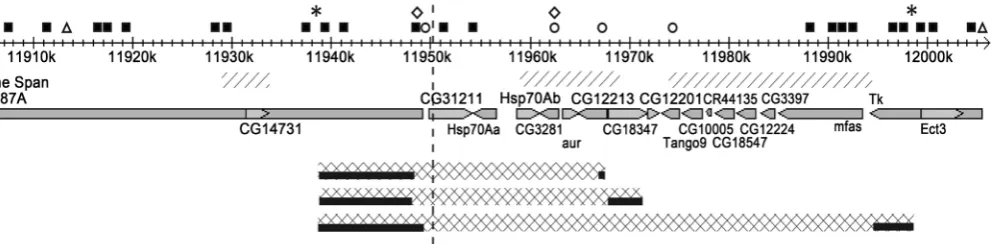 Figure 1. Schematic representation of D. melanogaster hsp70 genes locus. 