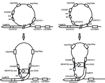 Figure 2. Schematic representation of the two variants of loop structures for hsp70 genes that can be formed with the participation of triple-stranded DNA