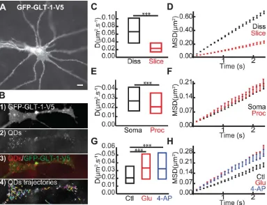 FIGURE 5: Glutamate and neuronal activity regulate GLT-1 surface diffusion in brain slices.GLT-1-V5 and imaged 3–5 days after transfection