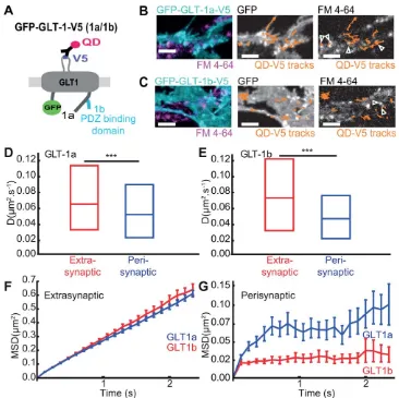 FIGURE 2: 8 3 1025, Mann-Whitney test). MSDt plot of extrasynaptic ( A: Schematic represen-1b (red, medianis significantly decreased in perisynaptic areas (nificantly decreased in perisynaptic areas (P 5 0.065 GLT-1 is stable and confined inside synaptic a