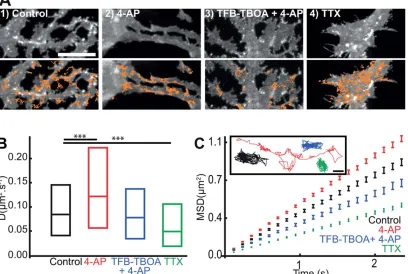 FIGURE 3: Neuronal activity mediated GLT-1 surface diffusion increase is transporter activity dependent