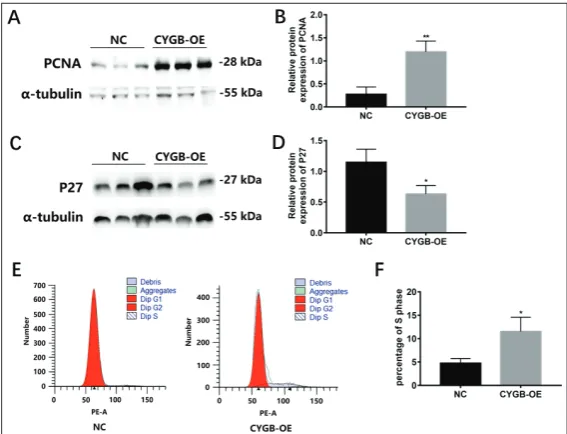 Fig. 5. The effect of CYGB overexpression on the expression of ECM components. A, B – Reduced protein expression of Col Ia was calculated by Western blotting in VSMCs overexpressing CYGB; alpha tubulin was used as the loading control
