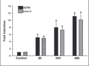 Fig. 1. Analysis of cell viability and apoptosis after PRIMA-1Met treatment. A2780 (20µM) and Caov-3 (40 µM) cells were treated with PRIMA-1Met, and the MTS assay was performed to determine cell viability 48h post-treatment (A)