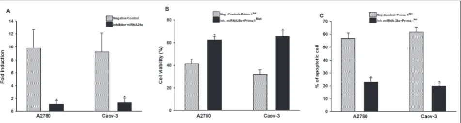 Fig. 3.Inhibition of miRNA-29a reduces PRIMA-1Met-induced apoptosis. A2780 and Caov-3 cells were transfected with the mirVana miRNA inhibitor to inhibit the expression of miRNA-29a