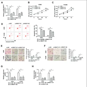 Fig. 1. NEAT1 is aberrantly upregulated in NSCLC tissues and cells. A – The expression of NEAT1 measured in NSCLC tissue specimens (n=40) and adjacent normal tissue specimens (n=40) by qRT-PCR
