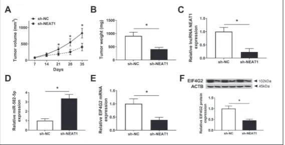 Fig. 7. NEAT1 elevates the expression of EIF4G2 through sponging of miR-582-5p in NSCLC cells