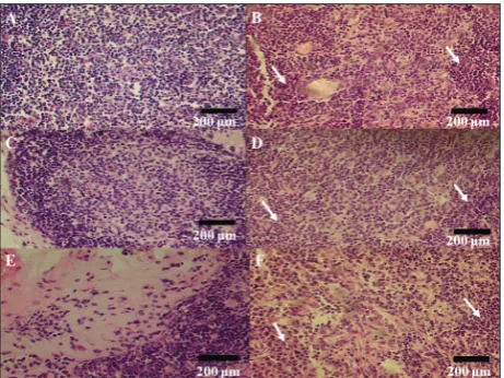 Fig. 3. Effect of an ICV ghrelin treatment on thymocytes in the medulla of thymuses in relation to age