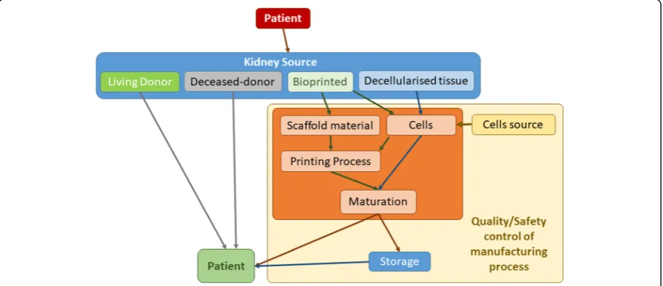 Fig. 3 Therapy timeline for kidney donation