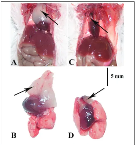 Fig. 1. Body weight (A) and thymus weight (B) in control and experimental animals on the 10th day (C10 and E10, respectively) and on the 20th day (C20 and E20, respectively) after onset of the experiment