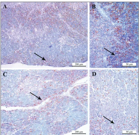 Fig. 6. Histological features, 630x, H&E staining ((C20 and E20, respectively) after onset of the experiment