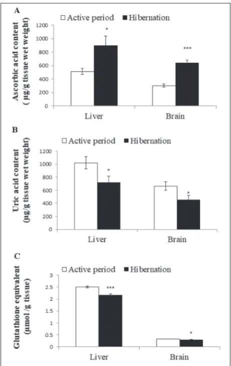 Fig. 2. Effect of hibernation on the ascorbic acid (A), uric acid (B) concentrations and the glutathione equivalent (C) of liver and brain tissues of male common Asian toad, Duttaphrynus melanostictus