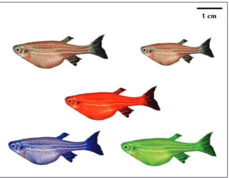 Fig. 1. The artificial stimuli used for the behavioral tests. Differ-ent 2D images were constructed from a photo, of an adult female, that was manipulated by graphics software (Adobe Photoshop CC 2017)