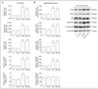 Fig. 4. The CEe affects the expression of antioxidant enzymes in SNP-treated Rin-5F cells