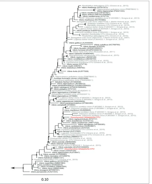 Fig. 3. Phylogenetic analysis of Vibrio-like 16S rRNA sequences obtained from marine vertebrates