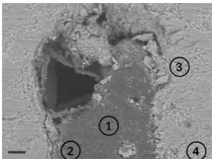 Figure 2. Back-Scatter Electron image of coral cross section. The four positions were selected for the EDX elemental analysis