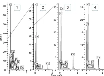 Figure 3. EDX spectra of the four selected positions for elemental analysis.  