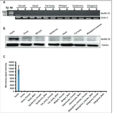 Fig. 2. (A) Semi-quantitative RT-PCR analyses were performed us-from the previous study