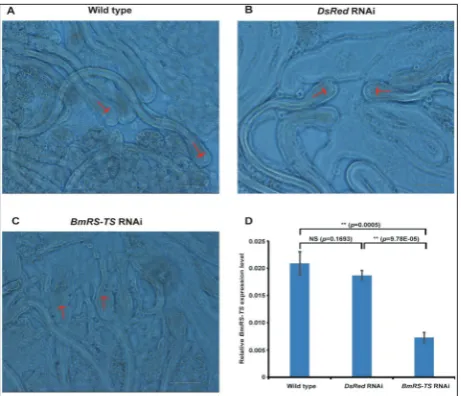 Fig. 4. Observation of the morphology after RNAi. A – Wild-type group. Normal sperm bundles were shown