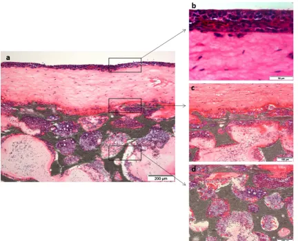 Fig. 2 Histological sections of the engineeredstaining, original magniﬁcation a bone-oral mucosa model; b epithelium; c connective tissue; and d hard tissue layers