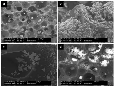 Table 1 Micro-CT scan analysis of the HA/TCP scaffold and EB atthe end of 3 months culture period