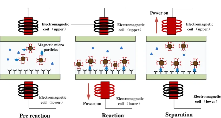 Figure 2. Schematic diagram of detection principle of sandwich immunoassay method. 