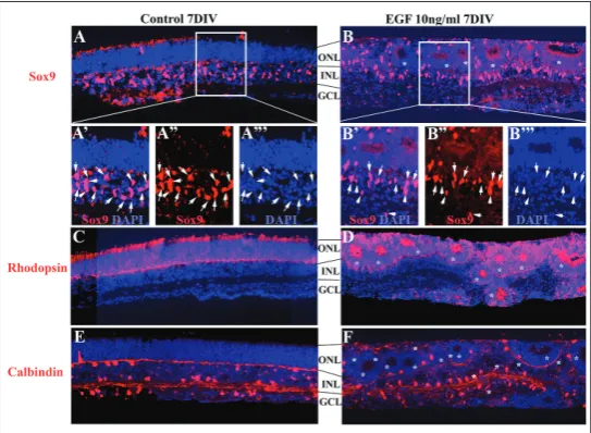 Fig. 1. The addition of exogenous EGF did not alter the development of Müller glia, rod photoreceptors and horizontal cells