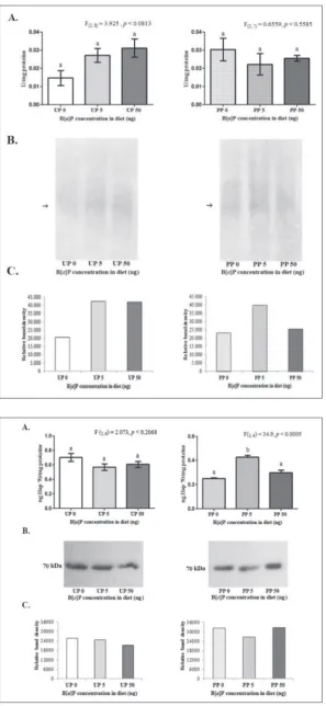 Fig. 4. A – Concentrations of Hsp70 and Western immunoblots of Hsp70 in brain tissue of  5(UP) and polluted (PP) populations fed with an artificial diet supplemented with 5 ng B[DW and 50 ng B[(B[with an artificial diet without B[data are expressed as the 