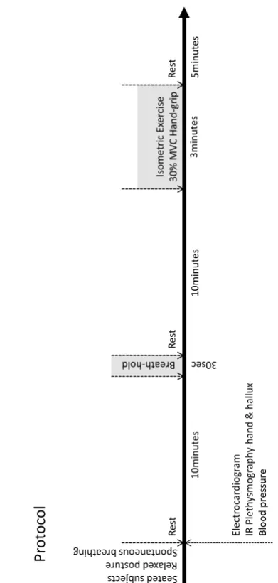 Fig. 1  Experimental protocol timeline for human experiments