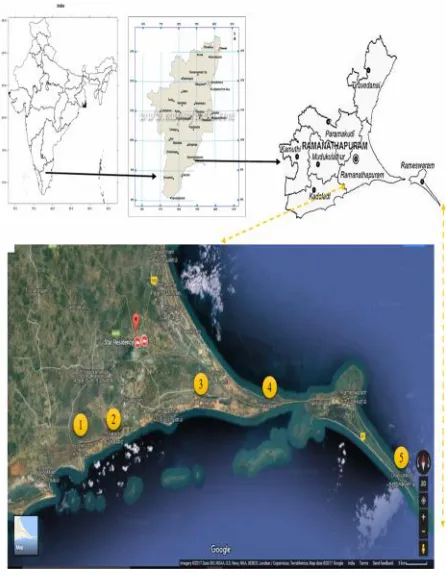 Fig 1: Map showing study area of Gulf of mannar.1). Pudumadam (9.27702°N 78.993845°E); 2)