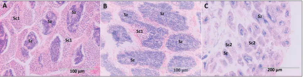 Fig. 2. Histological sections of male Chromis limbaughi gonads at the stages of (A) developing (40X), (B) spawning capable (40X) and (C) regressing (20X), following a nomenclature previously described [18]