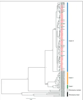 Fig. 1. Bayesian phylogenetic tree based on D-loop sequences, including samples obtained in this study (red) and sequences from GenBank (black)