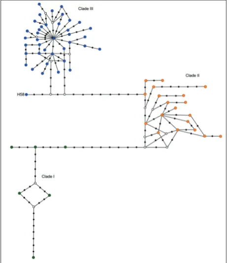 Fig. 3. Median-joining network of R. euryale mtDNA haplotypes that belong to Clade III