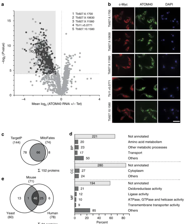 Figure 3 | New mitochondrial candidate proteins. (a) Volcano plot as shown in Fig. 2b highlighting the 331 newly identiﬁed mitochondrial candidate proteins in black
