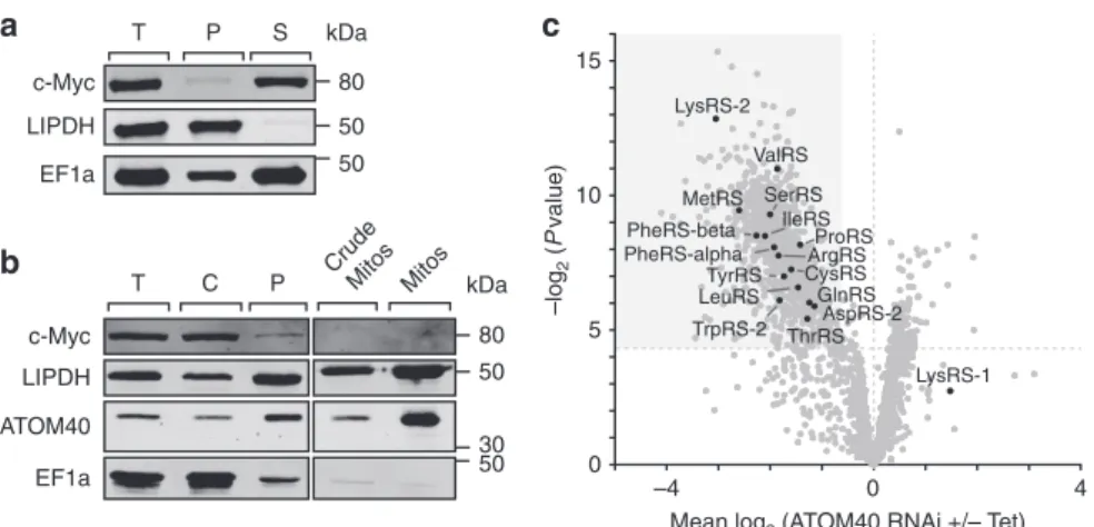 Figure 4 | Identiﬁcation of the mitochondrial pool of dually localized aminoacyl-tRNA synthetases