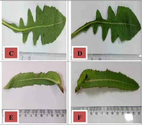 Fig. 1: Morphology of root, stem and leaf of Sonchus wightianus DC.A.Root; B. Stem; C