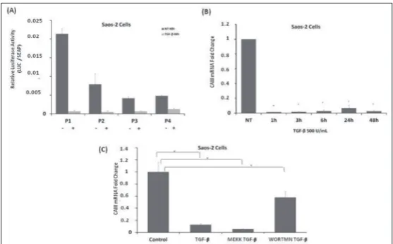 Fig. 3. CAIII expression in Saos-2 cells. A – TGF-β administration transcrip-tionally lowered human CAIII gene promoter activity in Saos-2 cells
