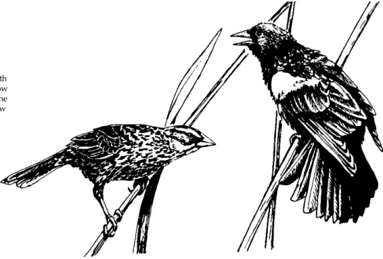 Fig. 1. The red-winged blackbird (Agelaius phoeniceus) is the most abundant bird in North America