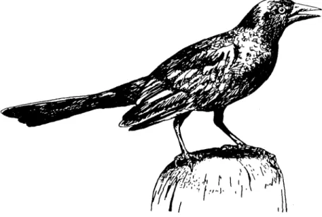 Fig. 2. The common grackle (Quiscalus quiscula) is an iridescent blackbird, larger than a robin, with a long, keel-shaped tail.
