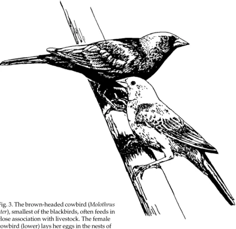 Fig. 3. The brown-headed cowbird (Molothrus ater), smallest of the blackbirds, often feeds in close association with livestock