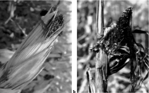 Fig. 4. Damage to corn by blackbirds (a) and raccoons (b) can sometimes be confused. Blackbirds usually slit or shred the husk and peck out the soft contents of kernels, leaving the kernel coat