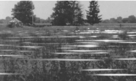 Fig. 5. Mylar reflecting tape strung above the vegetation can reduce blackbird feeding activity in agricultural fields.