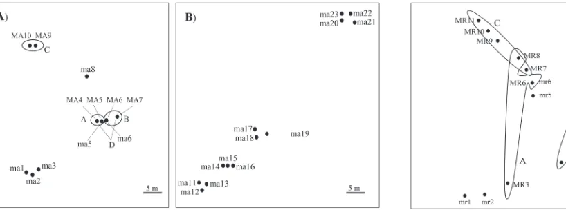 Fig. 1. Schematic map of the positions of the sporocarps of Mycetinis alliaceus collected from the localities Mt