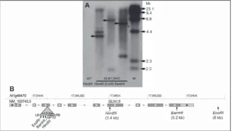 Fig. 1 Expression of glutamine synthetase isoforms GLN1;1 and GLN1;5 in WT and GLN1;5KO seeds
