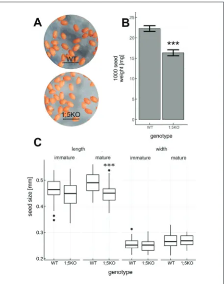 Table 2. Comparison of the effects of different GS1 knockout mutations on seed yield structure elements
